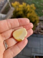 Jantár brošňa č.2