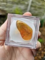 Jantár s chrobáčikom