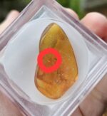 Jantár s chrobáčikom – Obrázok 2