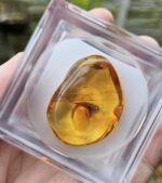 Jantár s chrobáčikom