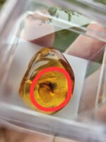 Jantár s chrobáčikom – Obrázok 2