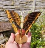 Motýľ TIGRIE OKO na stojane