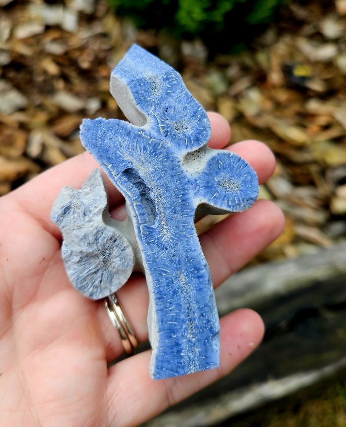 Koral modrý č.2 – Obrázok 2